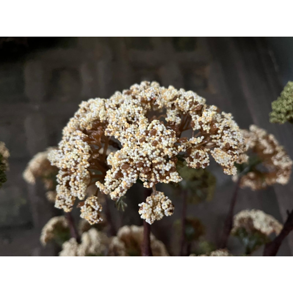 Brynxz Sedum Spray Groen Dark Creem