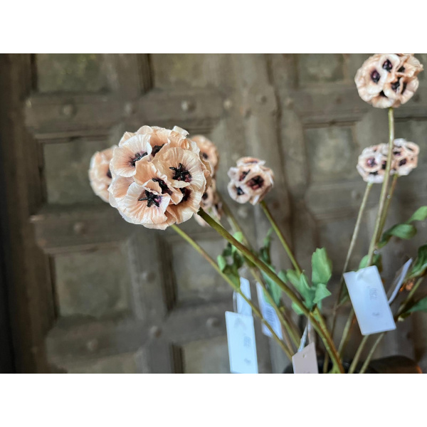 Brynxz Scabiosa 63 cm Crème